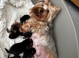Outstanding Pedigree Yorkshire terrier puppies