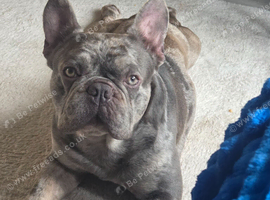 4 year old male
