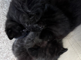 Kittens for sale
