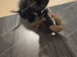 Black kitten boy
