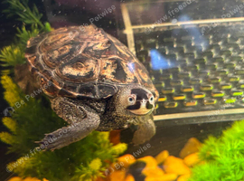 Diamond back terrapin and full set up