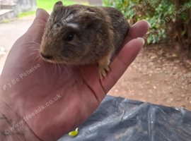2 female 6 week old girls