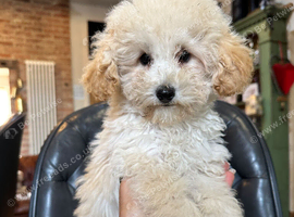 * ONLY! LEFT * BEAUTIFUL MINIATURE POODLE BOYS