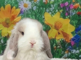 Beautiful Sallendar Doe Mini Lop Looking For a Loving Home