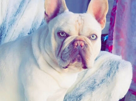 KC Registered Cream French Bulldog &ndash; 5 Years Old