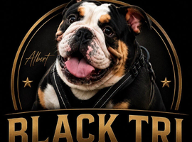 EXCLUSIVE BLACK TRI STUD SERVICE