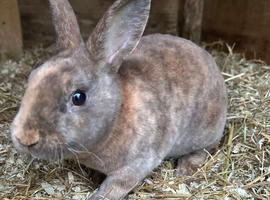 Mini Rex Buck READY NOW