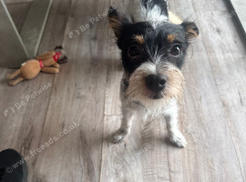 1 year old biewer terrier