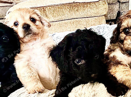 7 Adorable Cavachon puppies need loving homes