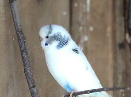 Semi tame baby budgies