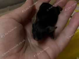 Baby male fancy mice for sale