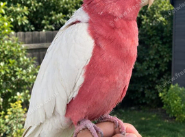 HandReared Super Tame Galah Lutino