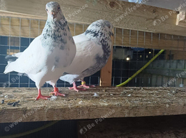 Pigeons for sale
