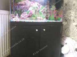 Tropical fish
