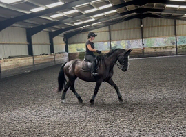 Head-Turning 16hh Warmblood Mare - Talented Allrounder Who Loves to Jump
