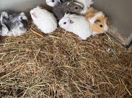Female guinea pigs available now