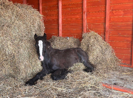 6 month old colt