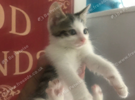8 week old kittens 4 girls 2 boys