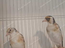 Siberian pied & chev goldfinches.