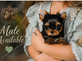 * READY NOW* MINIATURE YORKSHIRE TERRIERS KC DNA TESTED PARENTS