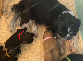 Beautiful Shih Tzu cross Lhasa Apso puppies