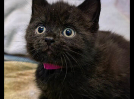 Bsh