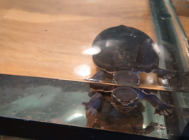 2 musk turtles