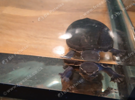 Musk turtles with tank