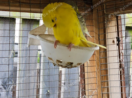 Female Budgie