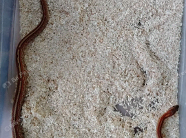 Tessera corn snake het 100% microscale, amel, anery, caramel +