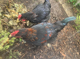 Hybrid Olive Egger Cockerel - 13 weeks old raised on organic feed in a natural garden
