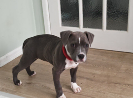 Blue and white  Staffordshire bull terrier 20 weeks old microchipped , and fully vaccinated