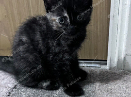 Kitten for sale