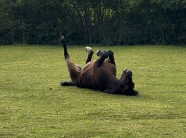 Seeking grazing in East Sussex