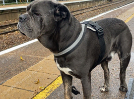 Neapolitan mastiff
