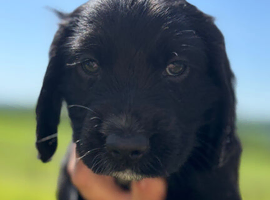 Beautiful Cocker Spaniel Boy Puppies