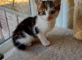 Half Burmese kittens.