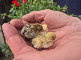 BABY MIXED COLOUR QUAIL CHICKS AVAILABLE