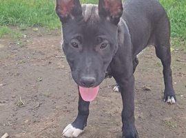 Last female Bullherder pup available