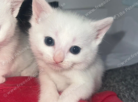5 gorgeous kittens looking for there forever homes ️