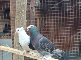 Beautiful fancy pair with 2 young chicks