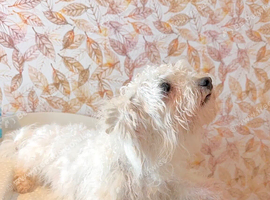 12 month old Bichon