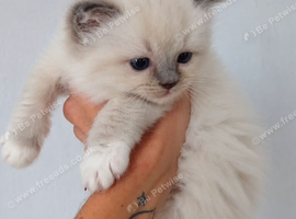 Tica registerd blue mitted female