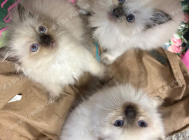 Male Ragdoll Kittens Ready Now - 2 Remaining