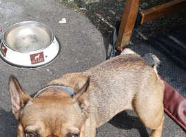 2.5 year old small type French bulldog