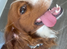 Cocker Spaniel