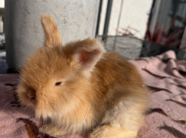 Angora buns