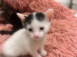 Kittens