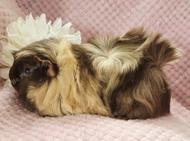 2 sows available