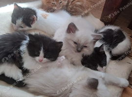 Baby ragdolls